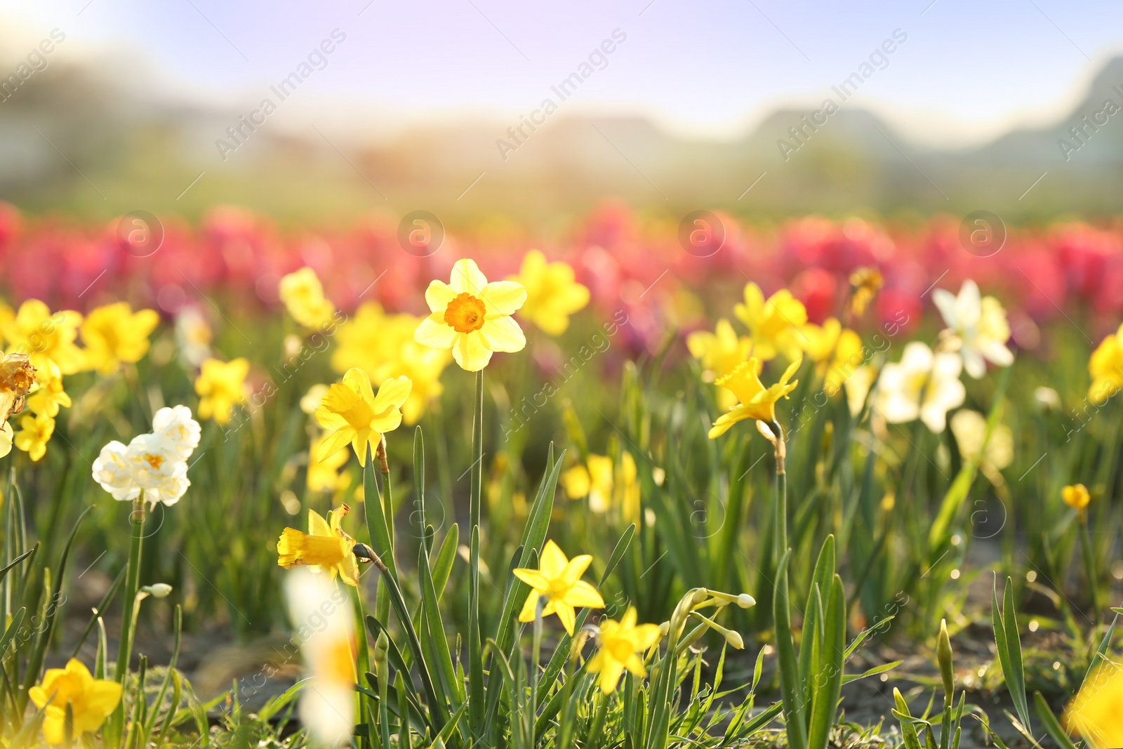 Photo of Field with fresh beautiful narcissus flowers on sunny day