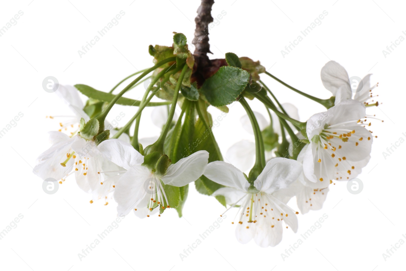 Photo of Spring branch with beautiful blossoms and leaves isolated on white