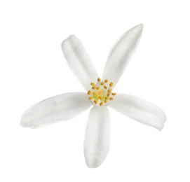 Photo of Beautiful blooming citrus flower on white background