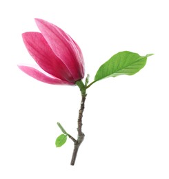 Photo of Beautiful pink magnolia flower isolated on white