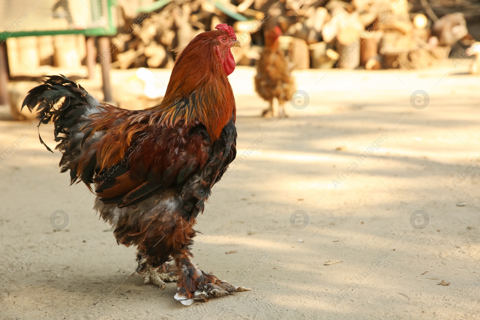 Photo of Big red rooster in yard, space for text. Farm animal