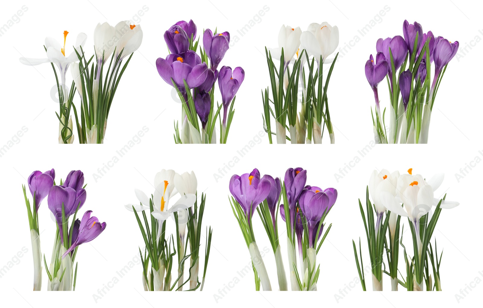 Image of Set of beautiful crocuses on white background. Spring flowers