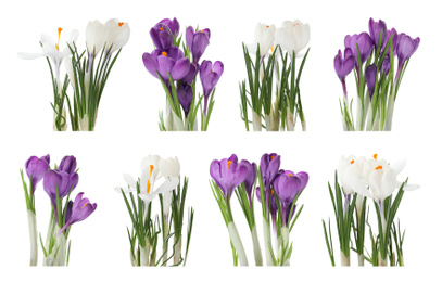 Image of Set of beautiful crocuses on white background. Spring flowers