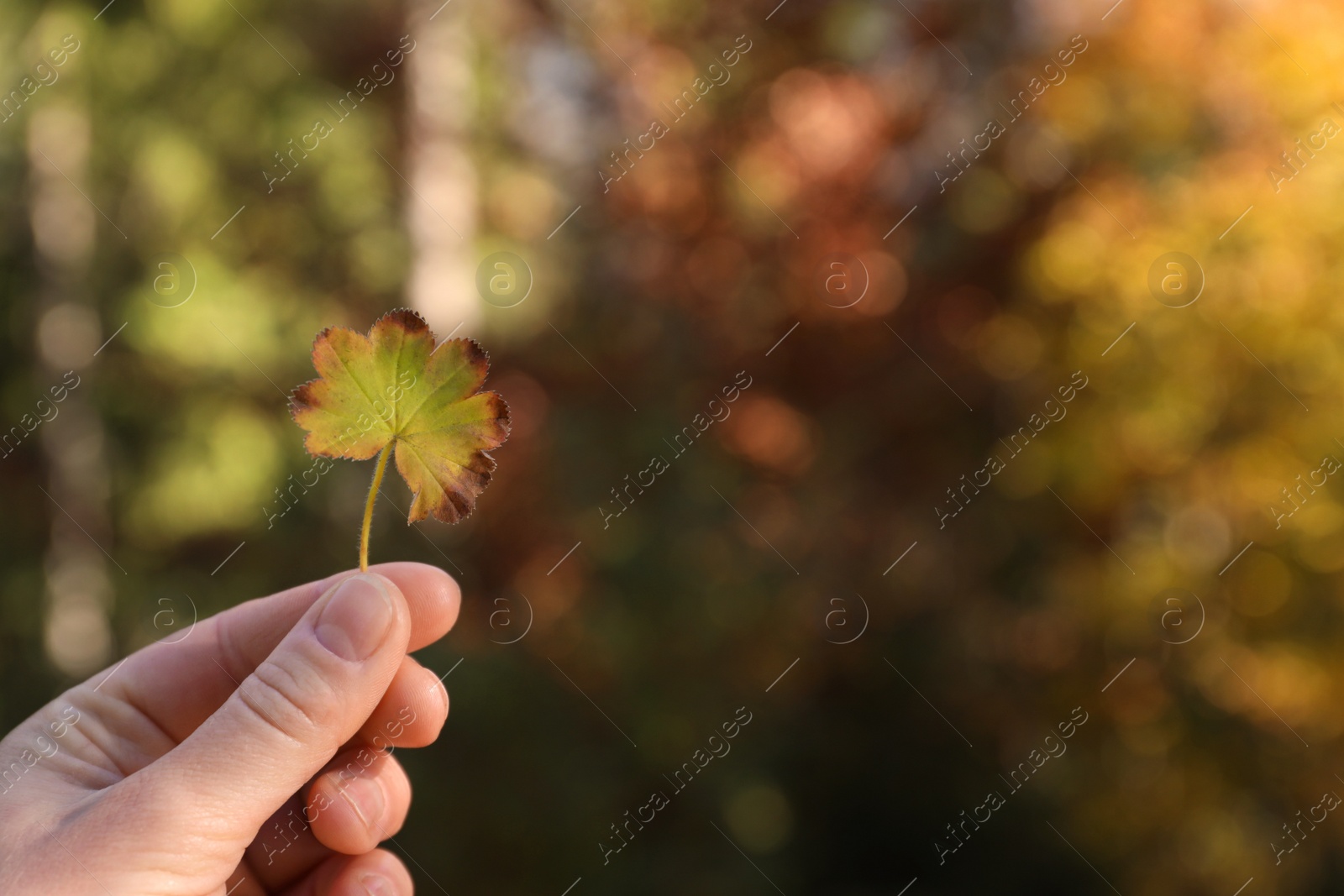 Photo of Woman holding beautiful leaf outdoors on autumn day, closeup. Space for text