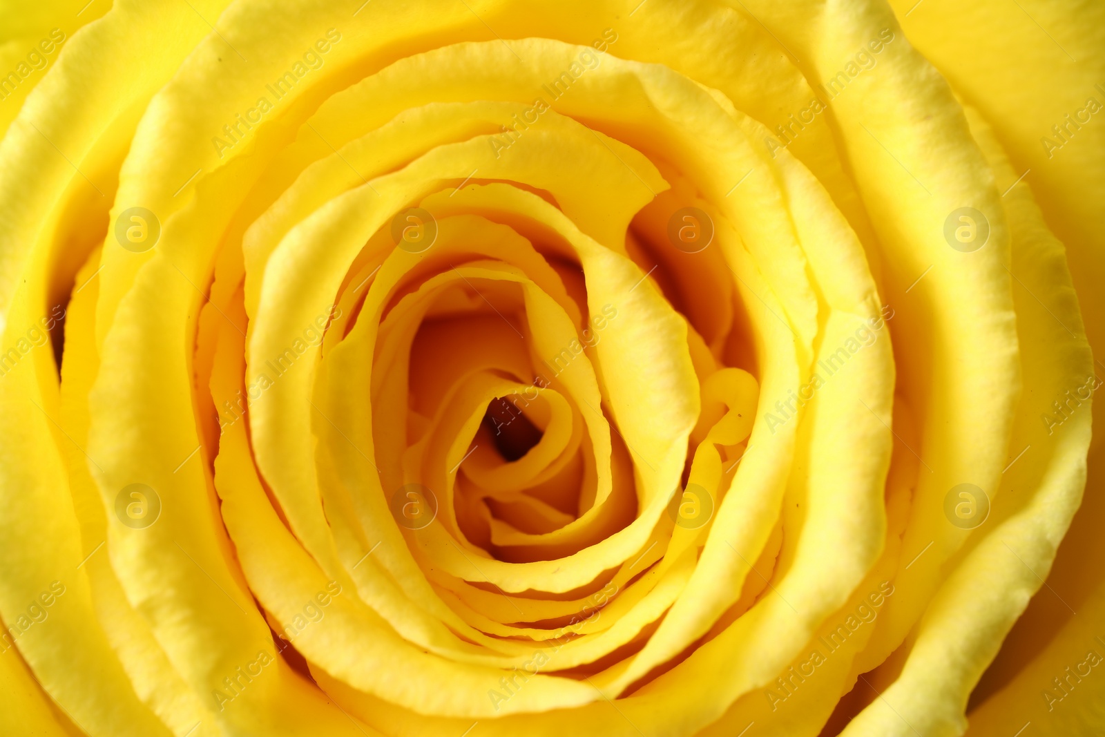 Photo of Beautiful rose with yellow petals as background, macro view