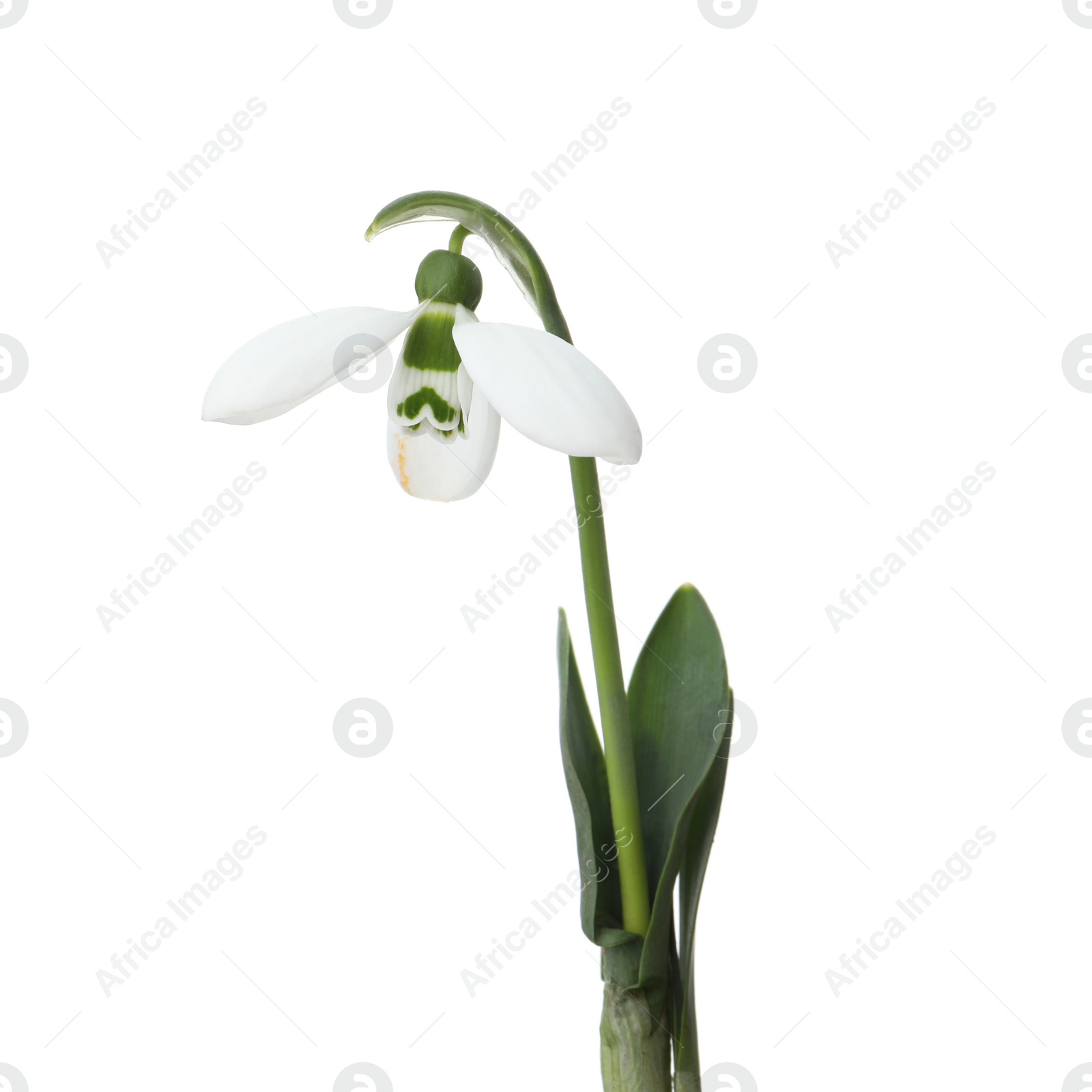 Photo of Beautiful snowdrop isolated on white. Spring flower