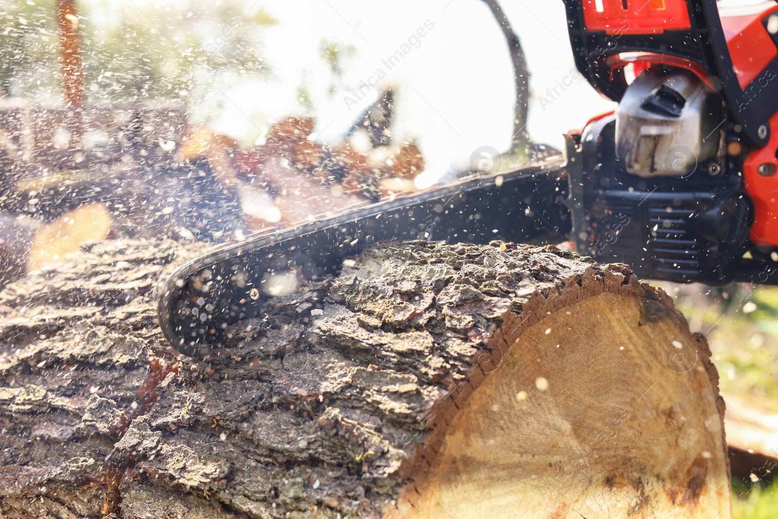 Photo of Sawing wooden log on sunny day, closeup