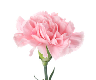 Photo of Beautiful fresh carnation flower on white background