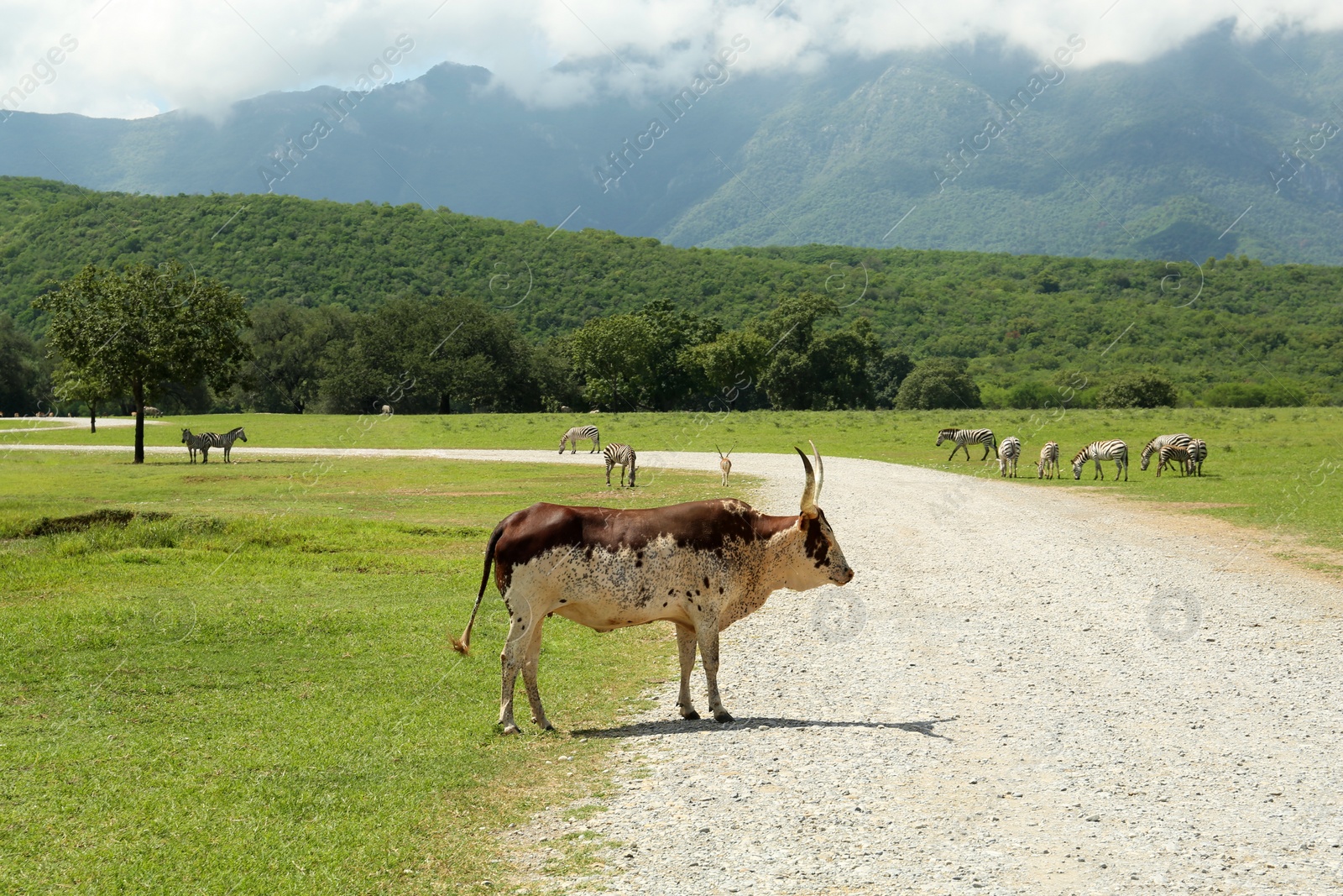 Photo of Beautiful Ankole cow on road in safari park