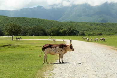 Photo of Beautiful Ankole cow on road in safari park