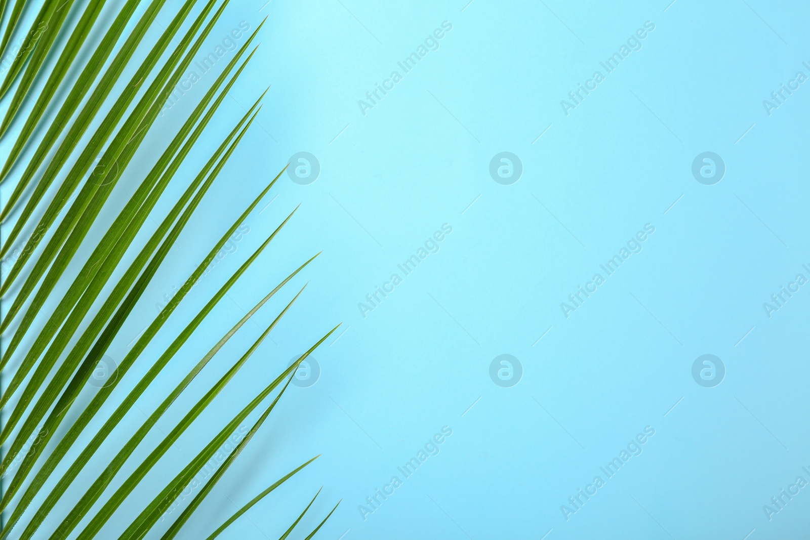 Photo of Fresh tropical date palm leaf on color background, top view