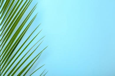 Photo of Fresh tropical date palm leaf on color background, top view