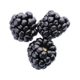Photo of Tasty ripe blackberries on white background, top view