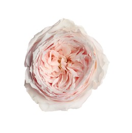 Photo of Beautiful English rose with tender petals isolated on white