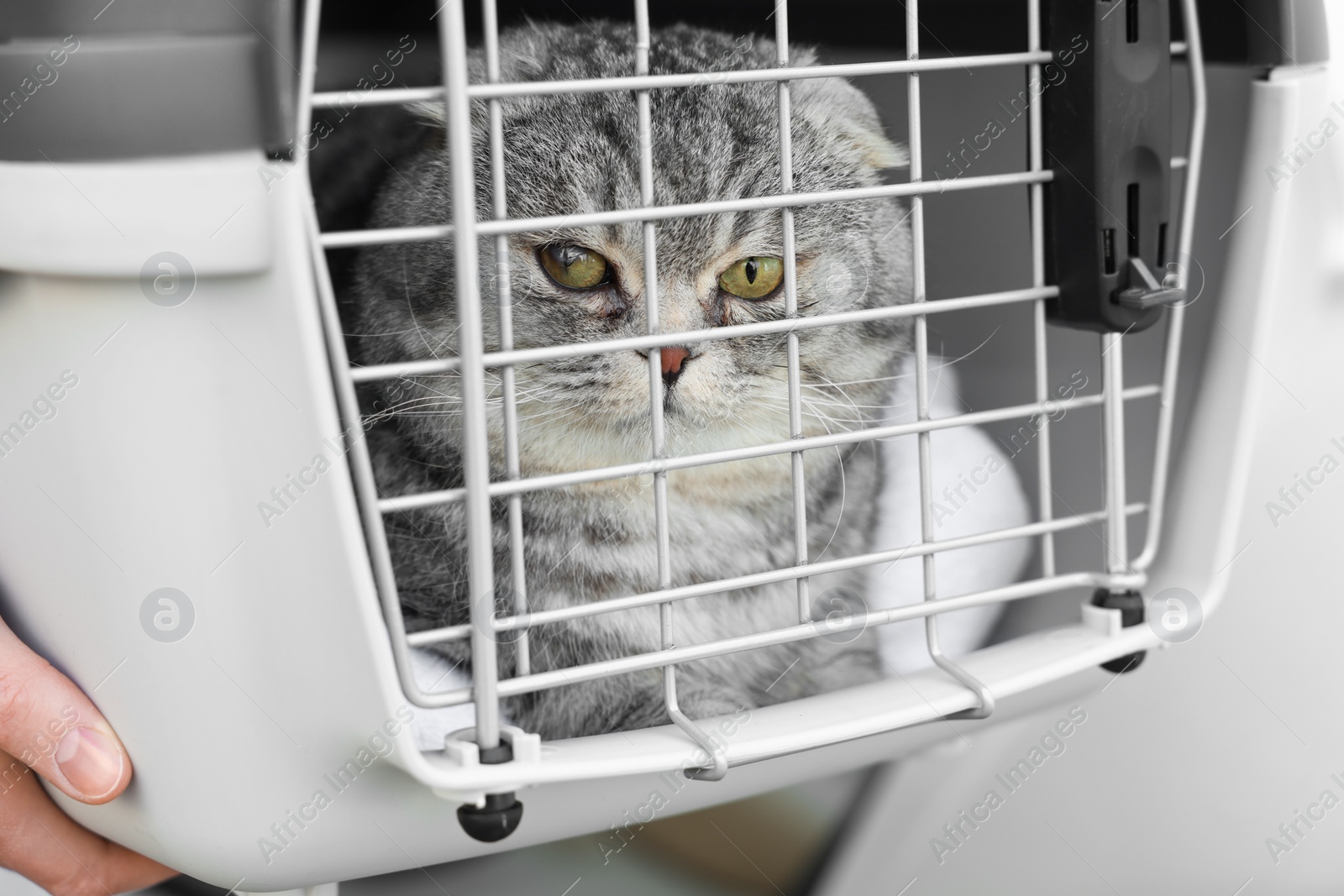 Photo of Woman holding carrier with cute Scottish fold cat near car outdoors, closeup