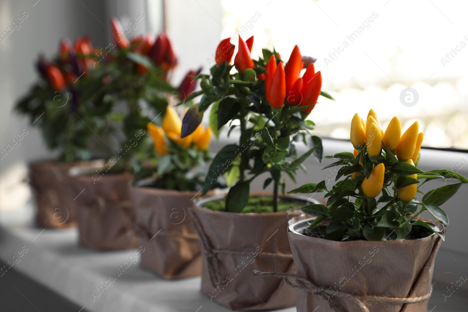 Photo of Capsicum Annuum plants. Many potted multicolor Chili Peppers on windowsill indoors, space for text