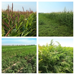 Image of Collage with photos of fields on sunny day. Agriculture