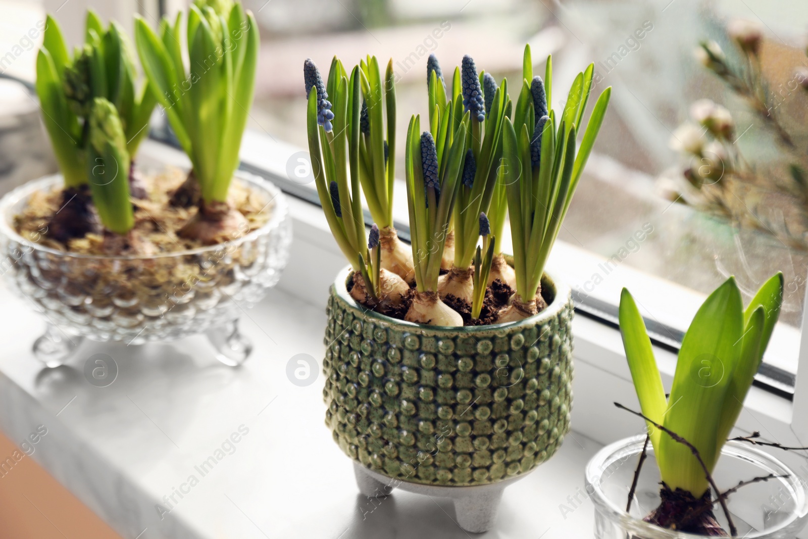 Photo of Spring is coming. Beautiful bulbous plants on windowsill indoors