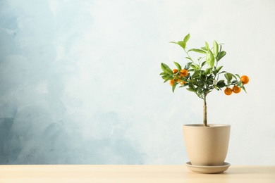 Photo of Citrus tree in pot on table against color background. Space for text