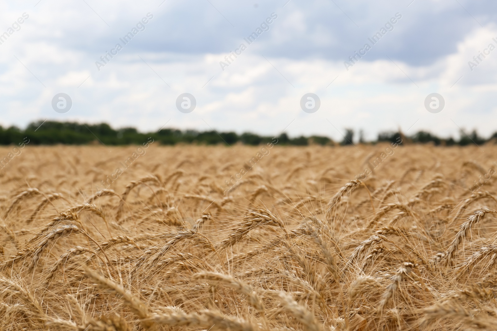 Photo of Beautiful view of agricultural field with ripe wheat spikes on cloudy day