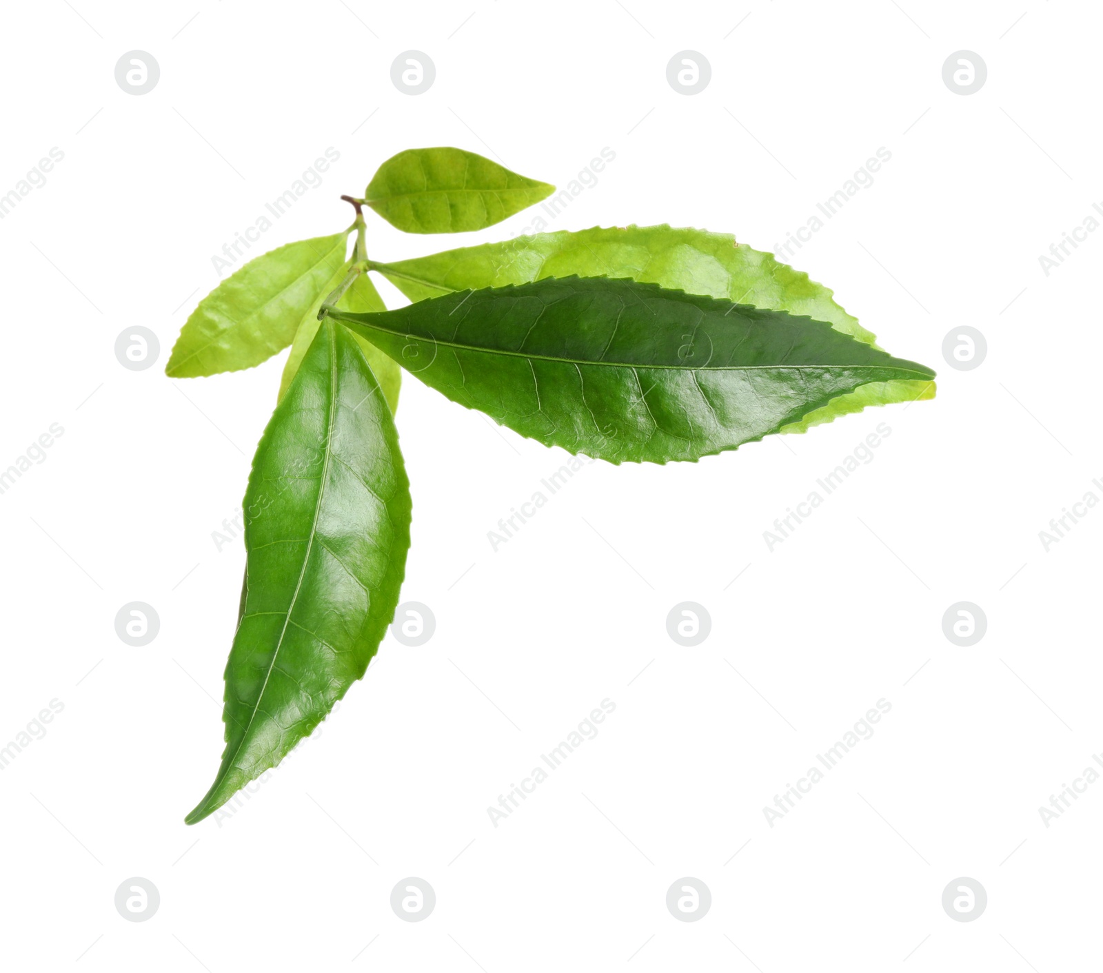 Photo of Green leaves of tea plant isolated on white