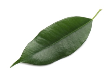 Photo of Fresh green ficus leaf on white background, top view