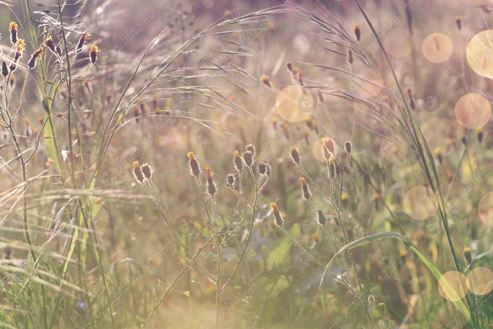 Photo of Beautiful wild flowers growing in spring meadow