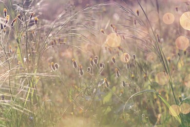 Photo of Beautiful wild flowers growing in spring meadow