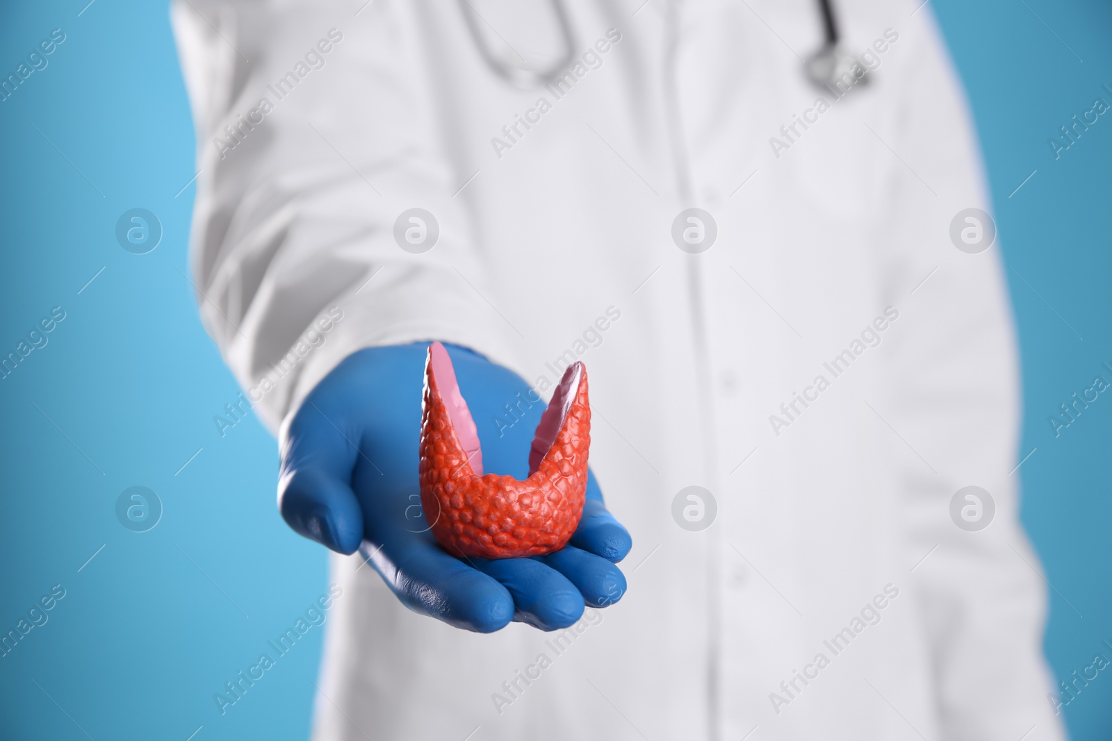 Photo of Doctor holding plastic model of healthy thyroid on light blue background, closeup