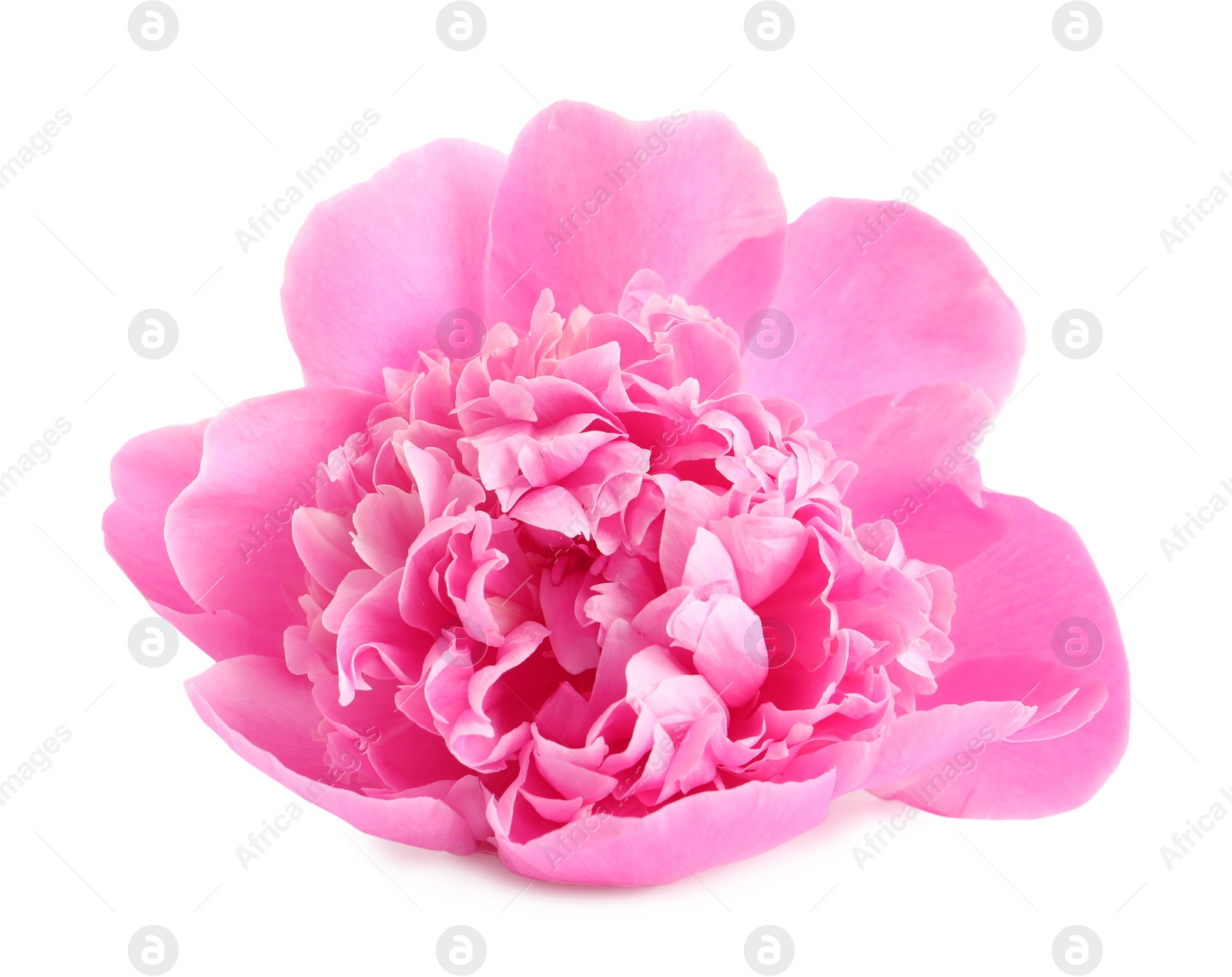 Photo of Beautiful fresh peony flower on white background