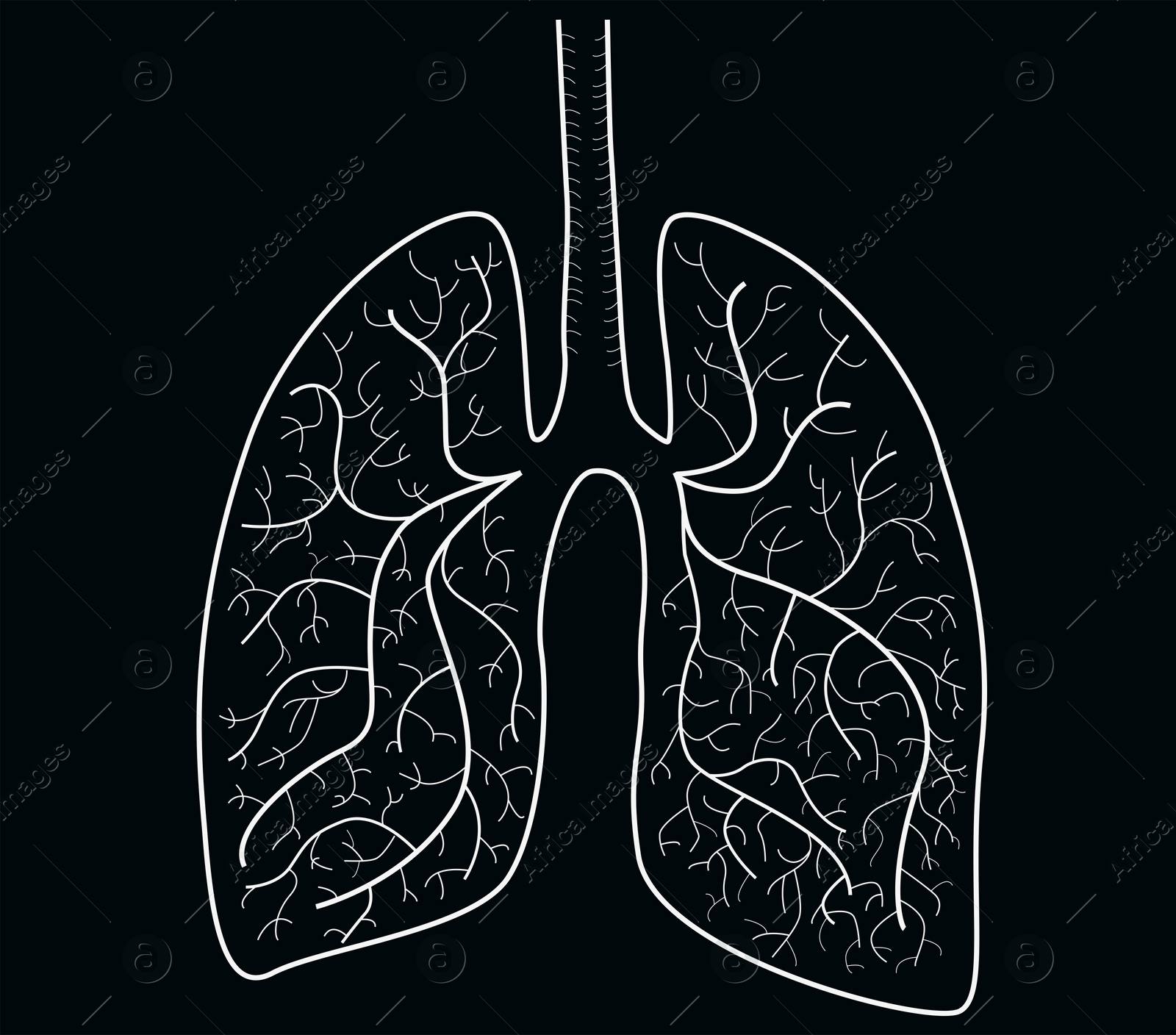 Illustration of  human lungs on black background