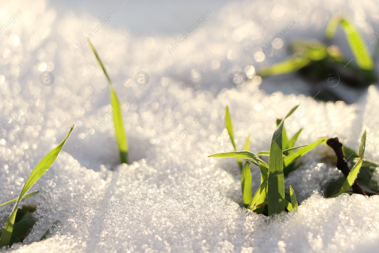 Photo of Beautiful green grass growing through snow. First spring plant