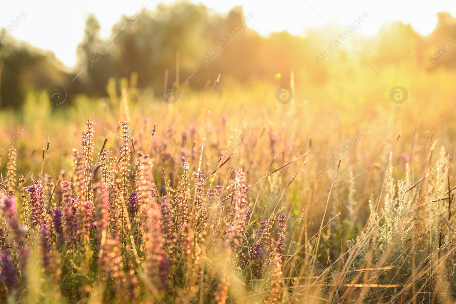 Photo of Beautiful field with wild flowers in morning