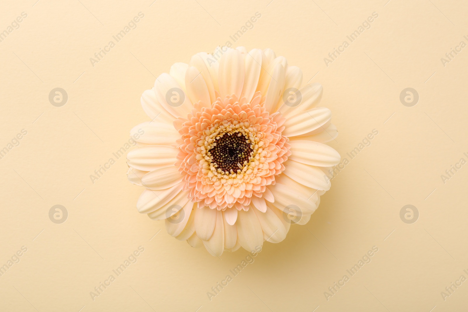 Photo of Beautiful gerbera flower on beige background, top view