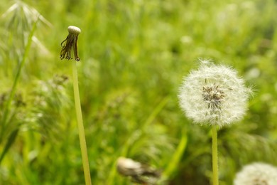 Photo of Beautiful dandelions on blurred background, closeup view