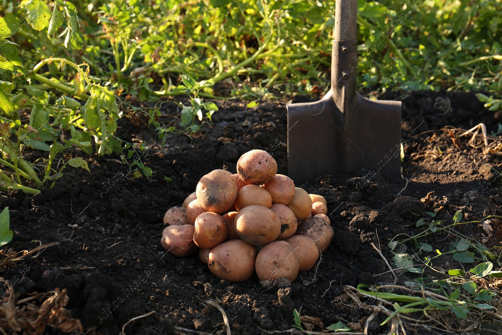 Photo of Pile of ripe potatoes and shovel on ground outdoors