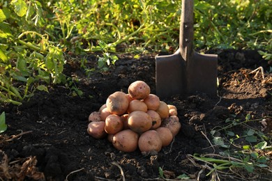 Pile of ripe potatoes and shovel on ground outdoors