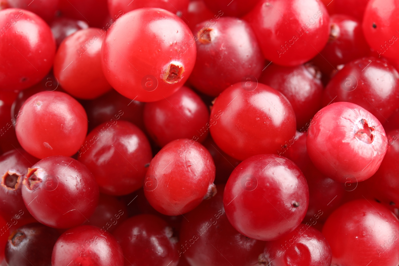 Photo of Red ripe cranberries as background, top view