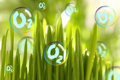 Image of O2 molecules in bubbles near green grass on sunny day. Oxygen release concept