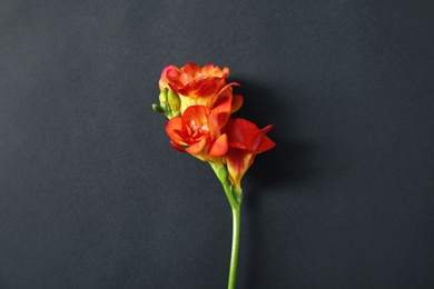 Photo of Beautiful bright freesia flower on dark background, top view