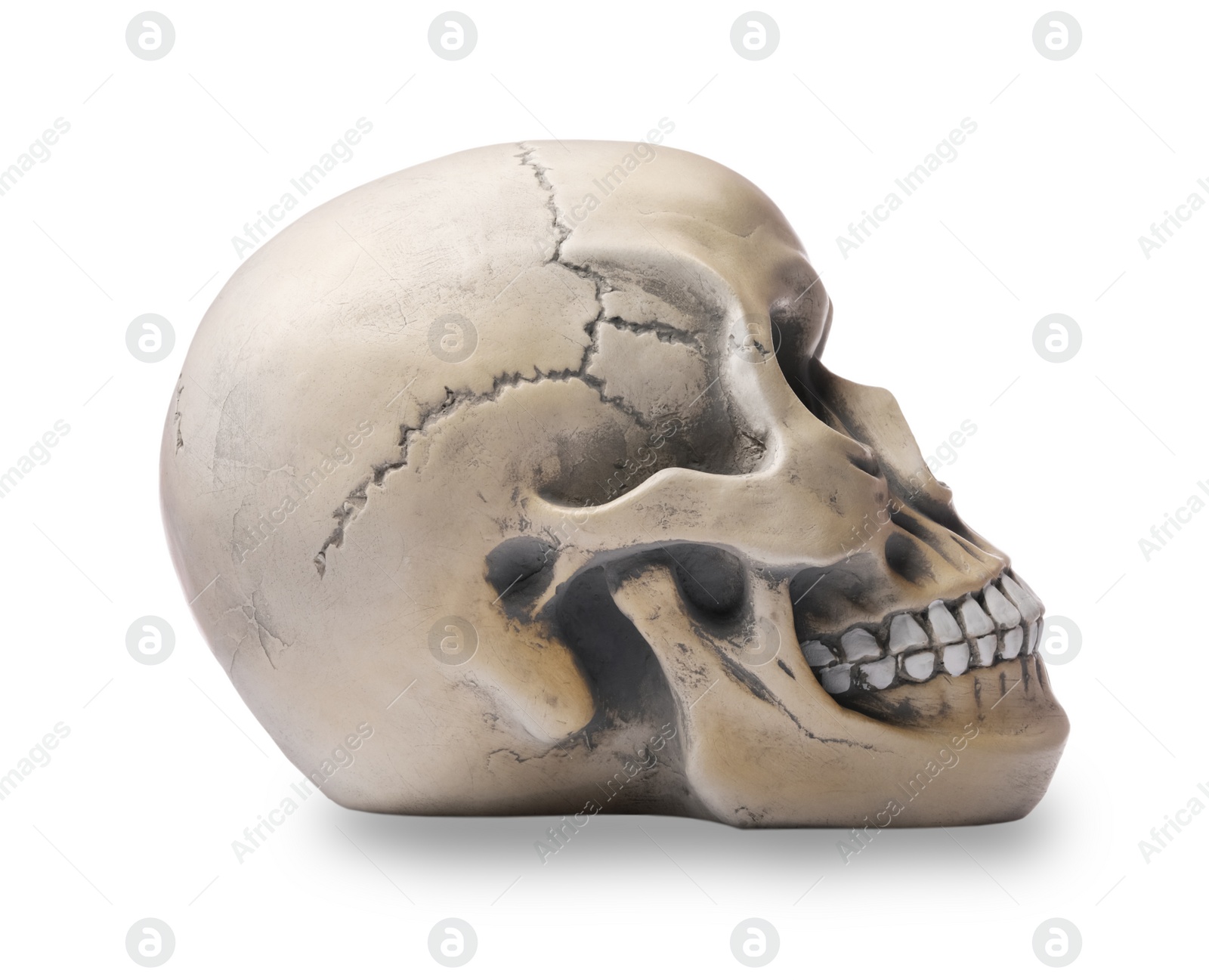 Photo of Human skull with teeth isolated on white