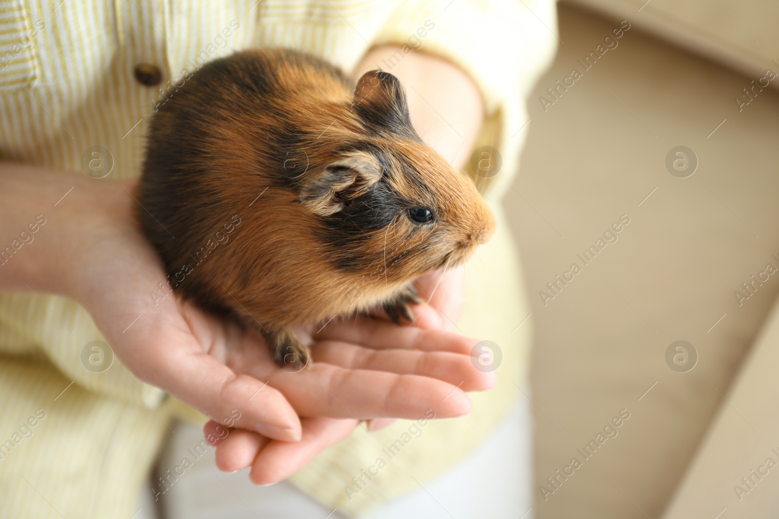 Photo of Woman holding cute small guinea pig indoors, closeup