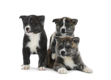 Cute Akita inu puppies on white background. Friendly dogs