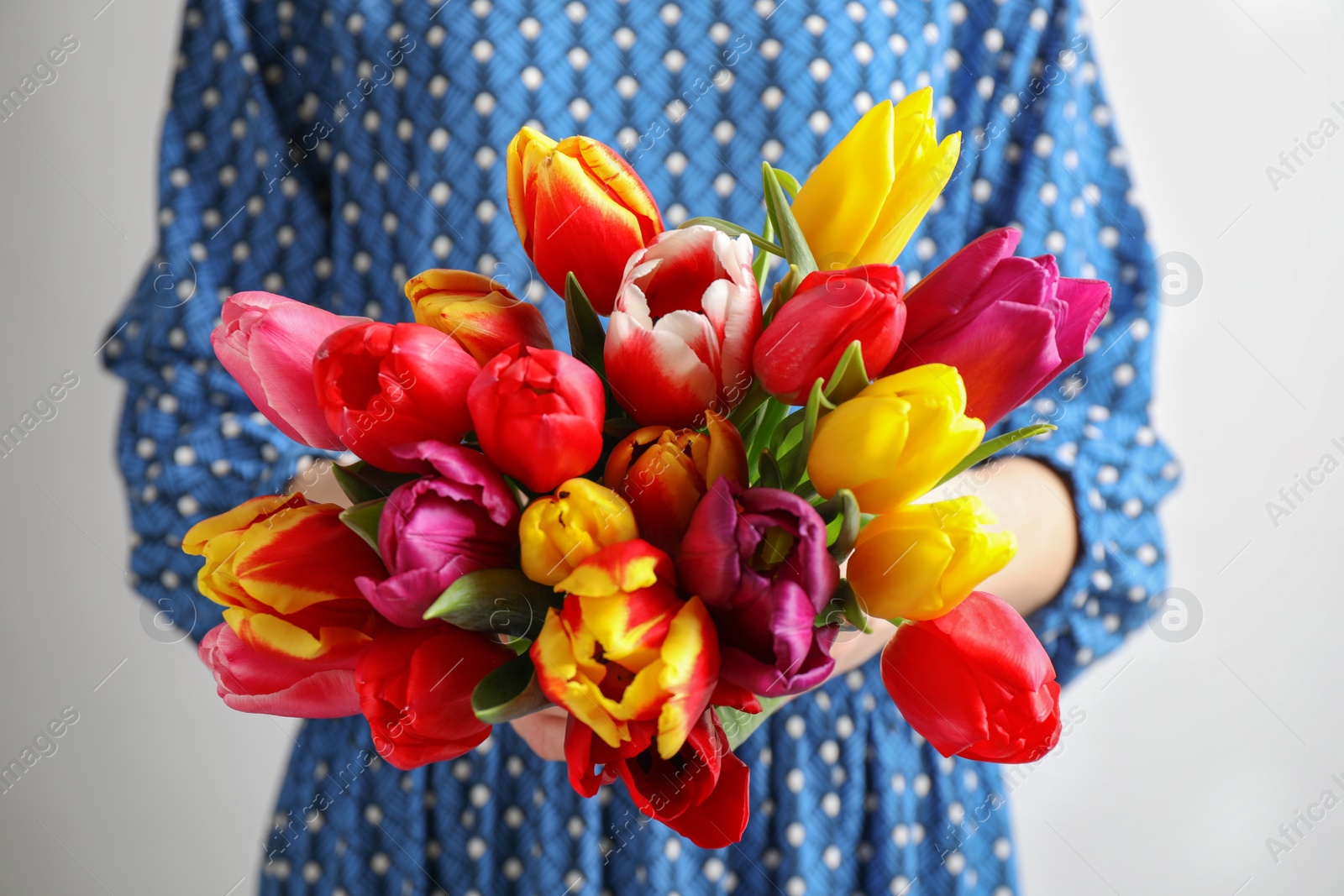 Photo of Woman holding beautiful spring tulips on white background, closeup