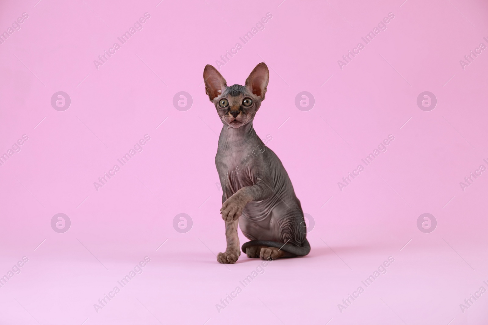 Photo of Adorable Sphynx kitten on pink background. Baby animal