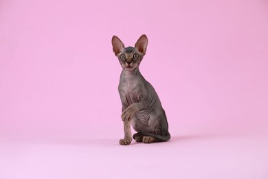 Photo of Adorable Sphynx kitten on pink background. Baby animal