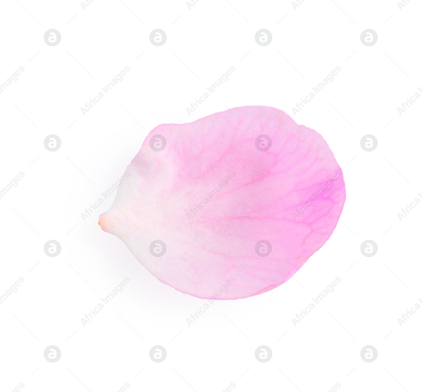 Photo of Petal of apricot tree blossom on white background