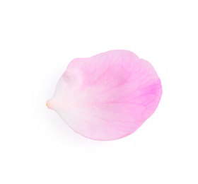 Photo of Petal of apricot tree blossom on white background