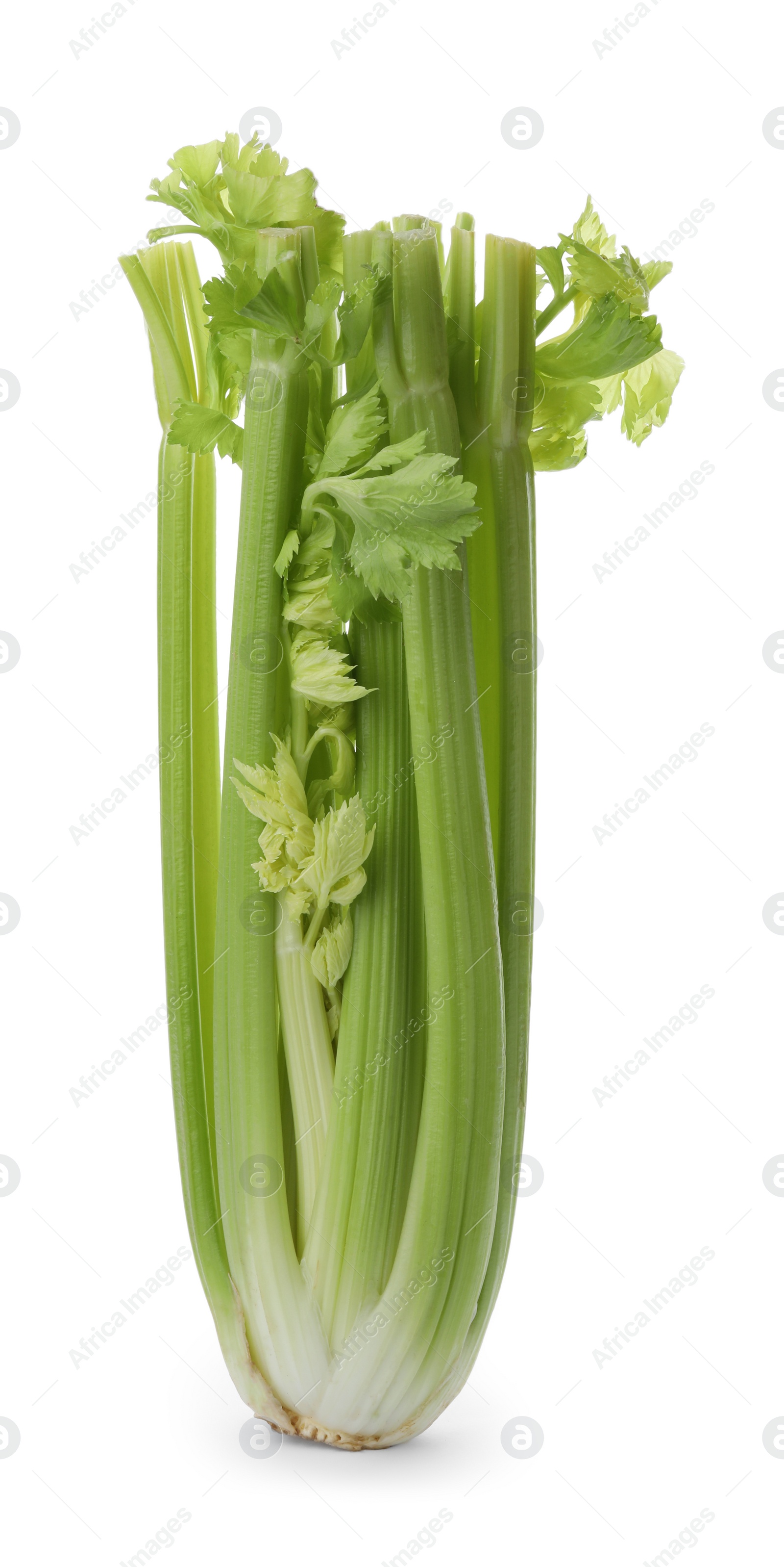 Photo of Fresh ripe green celery isolated on white