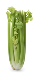 Fresh ripe green celery isolated on white